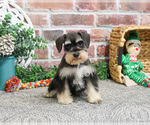 Small #3 Schnauzer (Miniature)