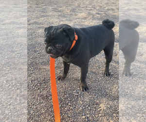 Pug Puppy for sale in NEW RIVER, AZ, USA
