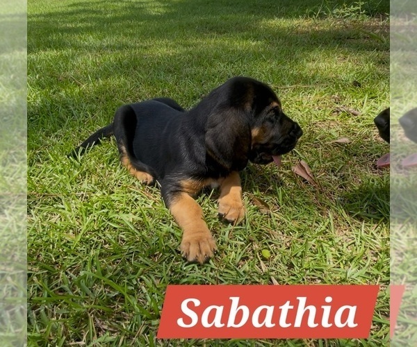 Medium Photo #11 Bloodhound Puppy For Sale in FOLSOM, LA, USA