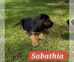 Small Photo #11 Bloodhound Puppy For Sale in FOLSOM, LA, USA