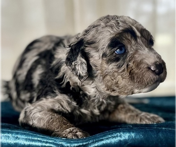 Medium Photo #6 Miniature Australian Shepherd-Miniature Bernedoodle Mix Puppy For Sale in BLUE SPRINGS, MO, USA
