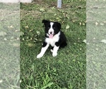 Small Photo #4 Border Collie Puppy For Sale in MERCED, CA, USA