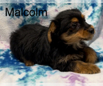 Small Photo #6 Yorkshire Terrier Puppy For Sale in AZLE, TX, USA