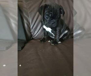Buggs Puppy for sale in Trenton, Ontario, Canada