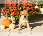 Maple - Female Cocker-Pei Puppy for Sale - Photo #3