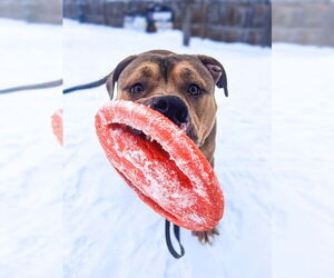 Zeus - Male Mutt Dog for Adoption - Photo #8