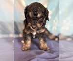 Theodore - Male Bernedoodle (Miniature) Puppy for Sale - Photo #12