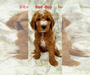 Goldendoodle-Poodle (Standard) Mix Puppy for sale in MIAMI, FL, USA