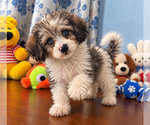 Litter of 3 - Male(s) and Female(s) Cockapoo (Miniature)Litter of Puppies for Sale - Photo #9