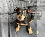 Small #2 Labrador Retriever Mix