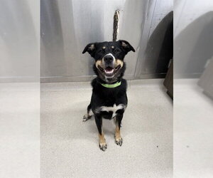 Bernese Mountain Dog-Siberian Husky Mix Dogs for adoption in Fairbanks, AK, USA