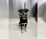 Small Bernese Mountain Dog-Siberian Husky Mix
