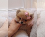 Hand delivery - Female Pomeranian Puppy for Sale - Photo #4
