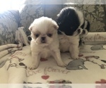 Small Photo #2 Japanese Chin Puppy For Sale in SEABECK, WA, USA