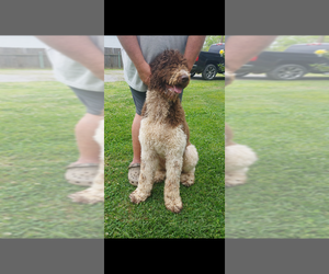 Father of the Goldendoodle puppies born on 06/25/2022