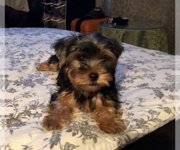 Medium Photo #3 Poodle (Toy)-Yorkshire Terrier Mix Puppy For Sale in SEYMOUR, IN, USA