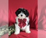 Small Photo #3 Miniature Bernedoodle Puppy For Sale in OXFORD, PA, USA