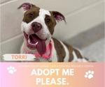 Small American Pit Bull Terrier