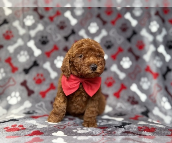 Medium Photo #8 Goldendoodle (Miniature) Puppy For Sale in LAKELAND, FL, USA