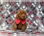 Small #7 Goldendoodle (Miniature)