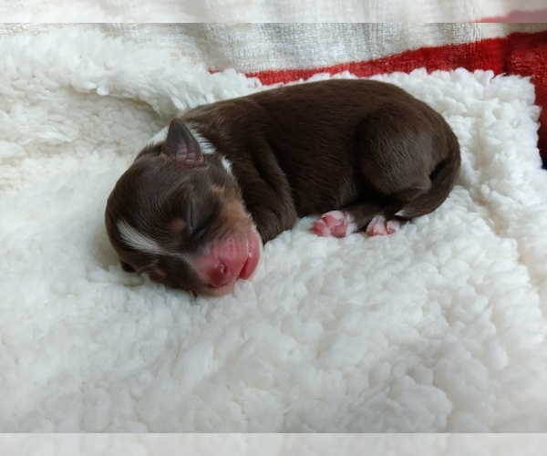Medium Photo #4 Miniature Australian Shepherd Puppy For Sale in BONNERS FERRY, ID, USA