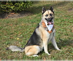 Small #4 Gerberian Shepsky
