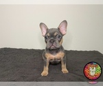 Puppy 4 French Bulldog