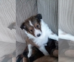 Small Photo #6 Shetland Sheepdog Puppy For Sale in ROCKWOOD, PA, USA