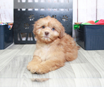 Small Photo #1 Shih-Poo Puppy For Sale in MARIETTA, GA, USA