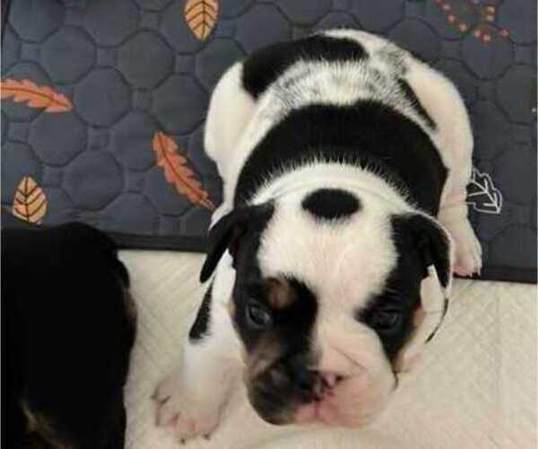 Medium Photo #1 English Bulldog Puppy For Sale in FAYETTEVILLE, NC, USA