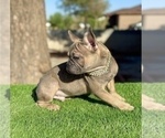 Small #3 French Bulldog
