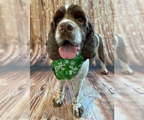 Medium Photo #7 Cocker Spaniel Puppy For Sale in Arlington, VA, USA