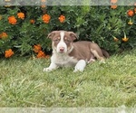 Small #6 Border Collie-Bordoodle Mix