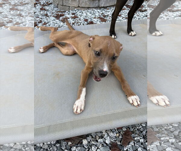 Medium Photo #9 American Pit Bull Terrier-Unknown Mix Puppy For Sale in Holly Springs, NC, USA