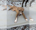 Small #8 American Pit Bull Terrier Mix