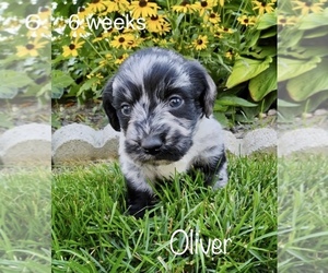 Miniature Labradoodle Puppy for sale in CLARE, MI, USA