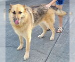 Small #1 German Shepherd Dog