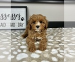 Image preview for Ad Listing. Nickname: Chester