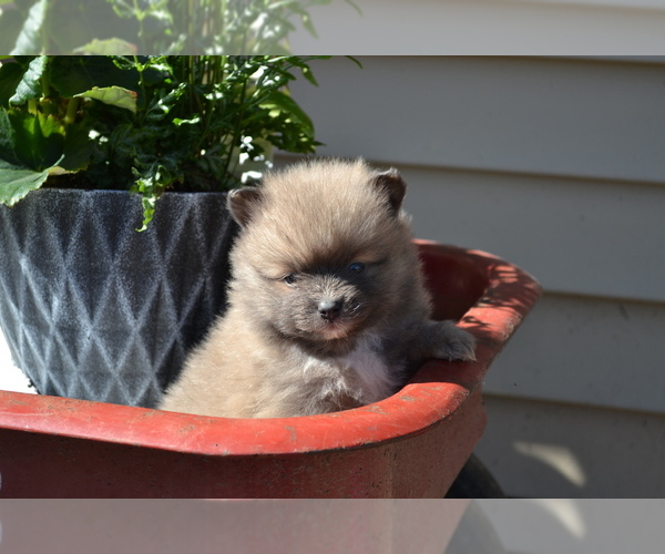 Medium Photo #4 Pomeranian Puppy For Sale in GREENWOOD, WI, USA