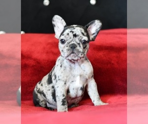 French Bulldog Puppy for sale in MARANA, AZ, USA