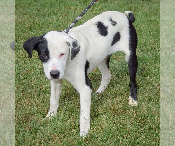 Medium Photo #2 American Staffordshire Terrier-Unknown Mix Puppy For Sale in Huntley, IL, USA