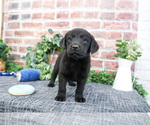 Small #11 Labrador Retriever