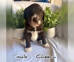 Puppy 4 Australian Shepherd-Goldendoodle Mix