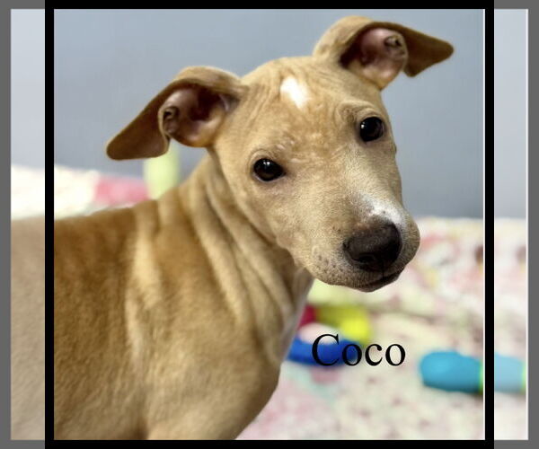 Medium Photo #4 Chihuahua-Unknown Mix Puppy For Sale in Jefferson, NJ, USA