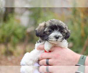 Havachon Puppy for sale in PADUCAH, KY, USA