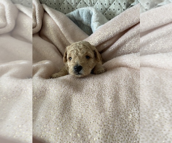 Medium Photo #4 Poodle (Miniature) Puppy For Sale in SILVER SPRING, MD, USA