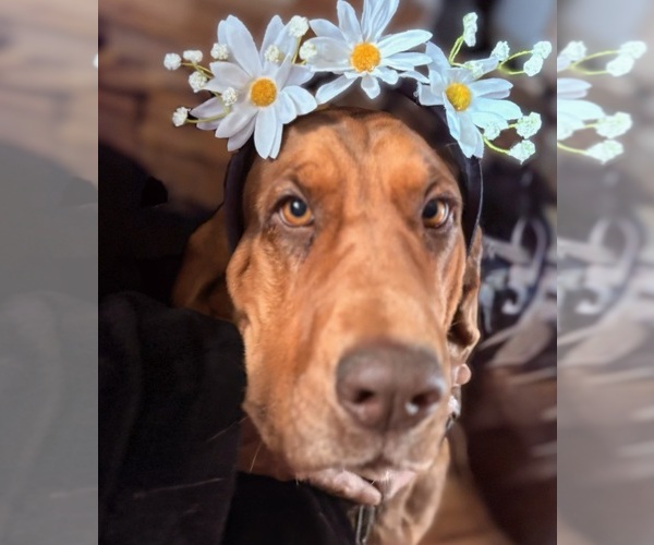 Medium Photo #13 Bloodhound Puppy For Sale in LITTLETON, CO, USA