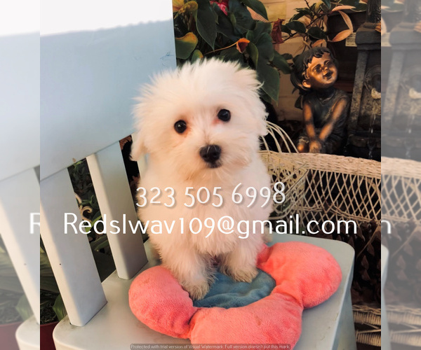 Medium Photo #3 Maltese Puppy For Sale in LOS ANGELES, CA, USA