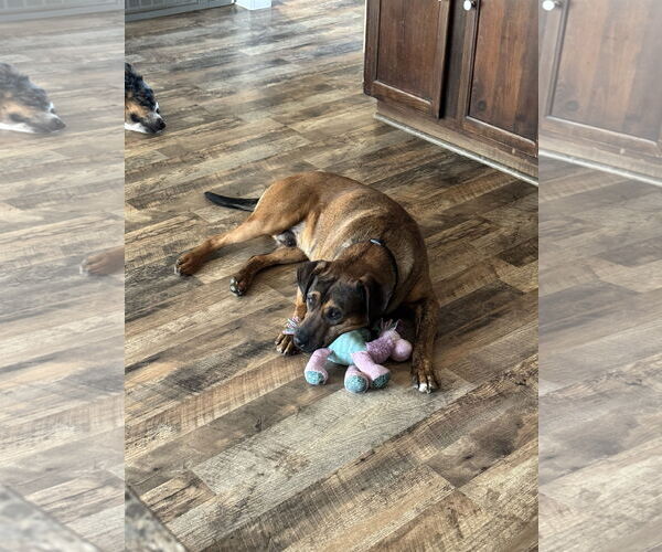 Medium Photo #6 Mutt Puppy For Sale in Fenton, MO, USA