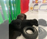 Small Photo #13 Sheprador Puppy For Sale in AURORA, OR, USA